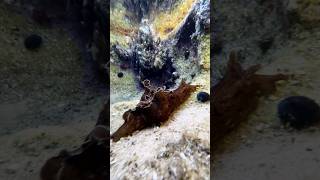 Aplysia sydneyensis Sea Hare Manly beach sydney [upl. by Ahsoyem]