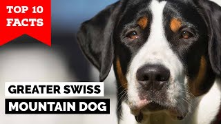 Greater Swiss Mountain Dog  Top 10 Facts [upl. by Harriot]