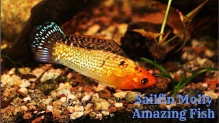 Sailfin Molly Amazing Fish [upl. by Nomled]