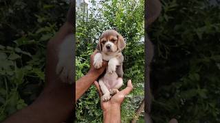 Beagle Puppies Available  More Details On My Descriptiontrendingshortsbeaglebeaglepuppy [upl. by Nageam]