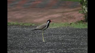 Red Wattled Lapwings [upl. by Notserk]