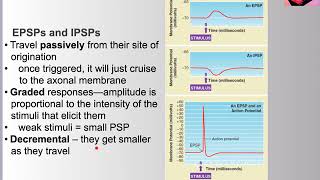 42 Postsynaptic Potentials [upl. by Ayotyal]