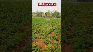 Mini sprinkler agriculture sprinkler [upl. by Nnaaihtnyc681]