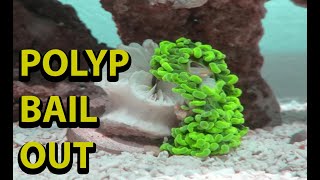 Polyp Bail Out  Why LPS Drop Tentacles [upl. by Cristen]