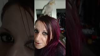 says quotIm alrightquotme not thinking just respond backhes smart 😂 cockatielcrazeparrotentertainment [upl. by Greyso]