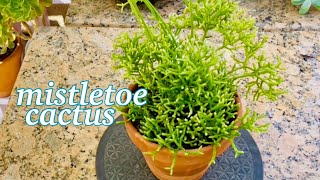 Propagate Rhipsalis Mistletoe Cactus [upl. by Auhsohey]