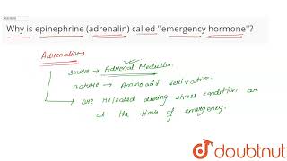 Why is epinephrine adrenalin called \\emergency hormone\\  CLASS 11  CHEMICAL COORDINAT [upl. by Lim]