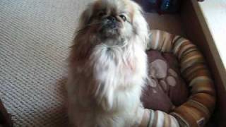 Honey the Pekingese Dog Begging for Watermelon [upl. by Alvera]