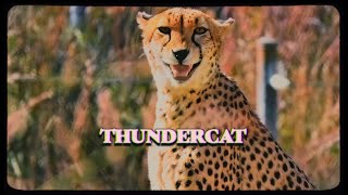 Thundercat amp Tame Impala  No More Lies Trailer [upl. by Ilah837]