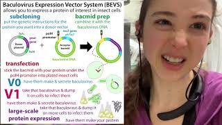 Baculovirus Expression Vector Systems  expressing proteins in insect cells  theory amp practice [upl. by Naerad86]