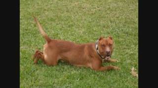 pitbull red nose y american staffordshire terrier amstaff [upl. by Tootsie]