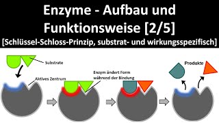 Enzyme  Aufbau und Wirkungsweise SchlüsselSchlossPrinzip Substrat u Wirkungsspezifität 25 [upl. by Anaiad]