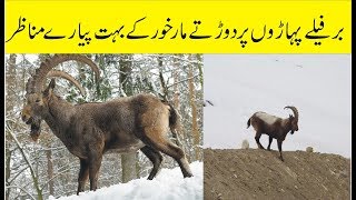 Markhor in Pakistan hunting Naran Kaghan And Khunjerab Pass Ice Mountain HD Video [upl. by Llerref]