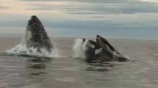 Humpbacks vs Killer Whales [upl. by Daven589]