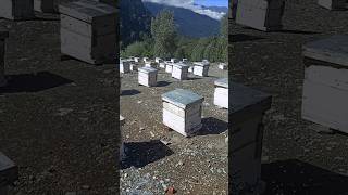 Our Bee farm honeyhoneybee [upl. by Anum]