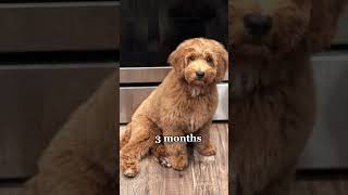 shorts puppyvideos puppyupdate dog goldendoodle [upl. by Dorran]