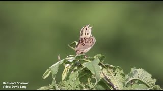 Henslows Sparrow Song [upl. by Trah648]