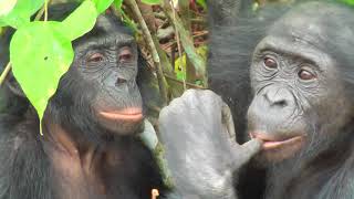 TRUE BONOBO LOVE [upl. by Rosalia]