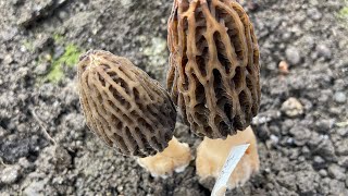 Morilles de culture première récolte 👍 [upl. by Josepha548]