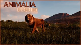 Life as a Lion  Animalia Survival [upl. by Woods581]