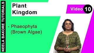 Plant Kingdom  NEET  Phaeophyta Brown Algae  Neela Bakore Tutorials [upl. by Ameg]