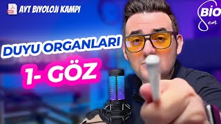 Duyu Organları1 Göz  Ayt Biyoloji Konu Anlatımı 11 Sınıf  2024 [upl. by Layor]