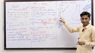 Synapse  Types of synapse  Mechanism of synapse Nervous System biologyclass12 mdcat [upl. by Yortal]