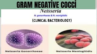 Gram negative Cocci  All about Neisseria Menengitis Disease  Pathogenesis Etiology Treatment [upl. by Viola]