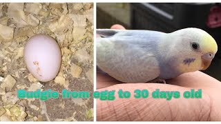 Budgie from egg to 30 days [upl. by Dowd]