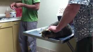 Cat Fail at Vet [upl. by Sackville]