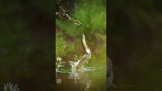 🐠Arowana Rocked 🐍Snake Shocked 😜 மீன் பாம்பையும் விட்டு வைக்கல💯 shorts aquarium arowana fish [upl. by Kreda626]