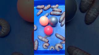 Lizard in Surprise Eggs surpriseeggs shortkids [upl. by Oal]