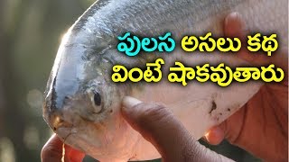 Costliest Fish Pulasa  Pulasa FishRate  Pulasa Fish cost Per KG  Top Telugu TV [upl. by Trip772]