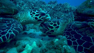 Hawaiian Hawksbills An Endangered Sea Turtle Population [upl. by Dorsey]