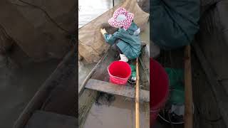 Women cast nets to catch fish and harvest them on the river fishingvn88 fishingvideo womenfishi [upl. by Erbma110]