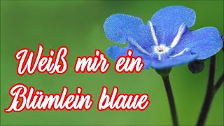 Weiß mir ein Blümlein blaue  VolksliedGerman Folk Song  English translation [upl. by Viviyan]