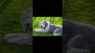 BEARDED COLLIE dogbreed [upl. by Audwin]