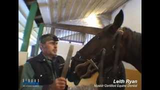 Leith Ryan  Master Certified Equine Dentist [upl. by Julis]