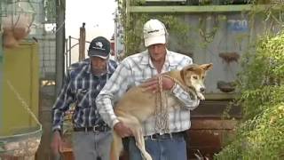 Rinehart mining fight Roy Hill livestock farmers stand up against mining project [upl. by Chilton]