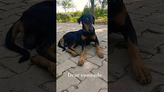 dear comrade good friends shorts youtubeshorts tncwellness gaumata dog doglover [upl. by Losyram]