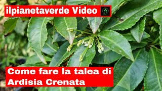 Come fare la talea di Ardisia Crenata [upl. by Serena]