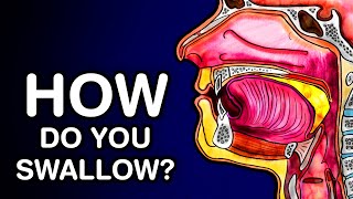 SWALLOWING OR DEGLUTITION  ANATOMY AND PHYSIOLOGY [upl. by Raeann]