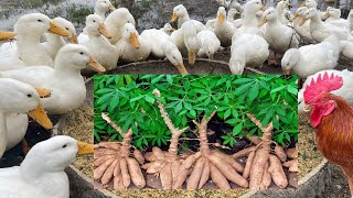 Poultry farming  Fermenting cassava by the latest method to make reserve feed for poultry [upl. by Barraza673]