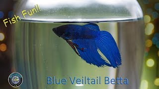 Blue Veiltail Betta fighter Fish likes to Hunt feeding with slow motion [upl. by Gustav711]