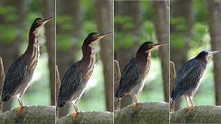 Green heron neck stretch with different lengths [upl. by Farmelo]