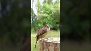 Carolina Wren Call [upl. by Tuddor]