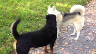 Malamute Rottweiler and Hovaward meeting each other at the Dog Park [upl. by Tnelc]