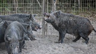 GOLIATH hogs are caught BOAR fight in the cage [upl. by Friedberg]