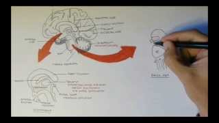 Brain Anatomy Overview  Lobes Diencephalon Brain Stem amp Limbic System [upl. by Notgnillew]