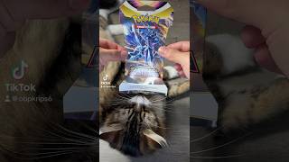 Pokemon pack opening day30 pokemontcg pokemoncommunity pokemon tcgpokemon fyp pokemongo cat [upl. by Aiehtela588]